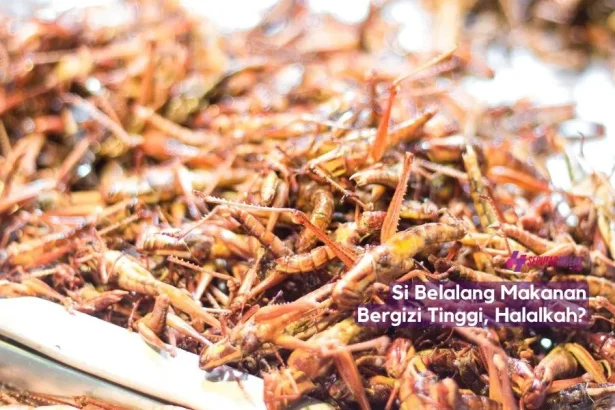 belalang halal