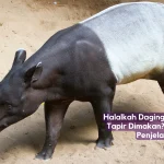 halalkah daging hewan tapir dimakan