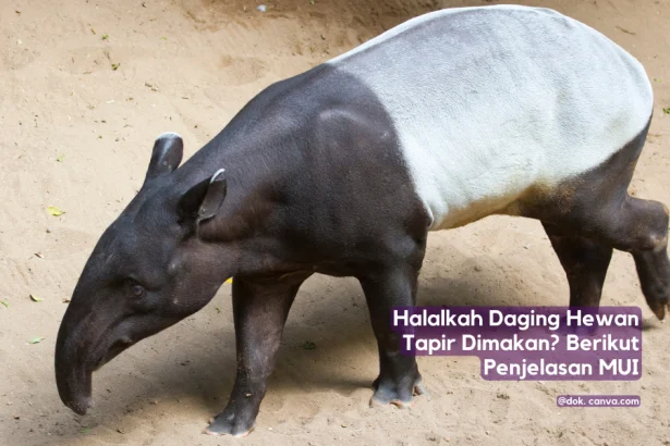 halalkah daging hewan tapir dimakan